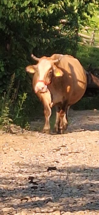 Vaca gestanta 8 luni si juninca de 1 an de vânzare