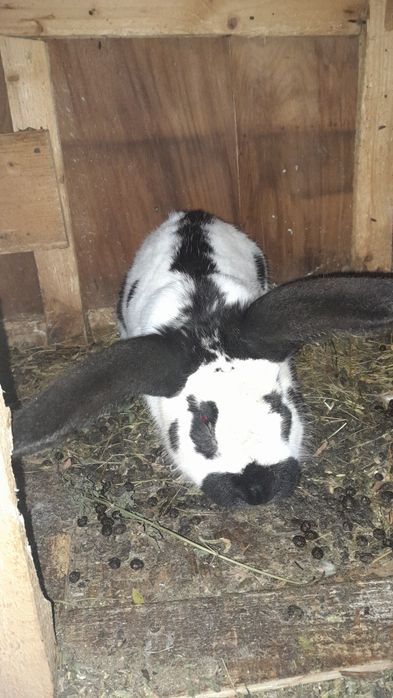 Vând pereche de fluture german