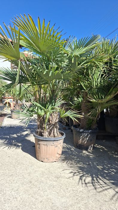 Палми Трахикарпус