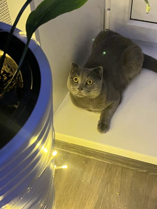 отдам кота на передержку