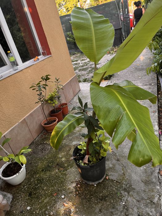Pom de bananre bananier