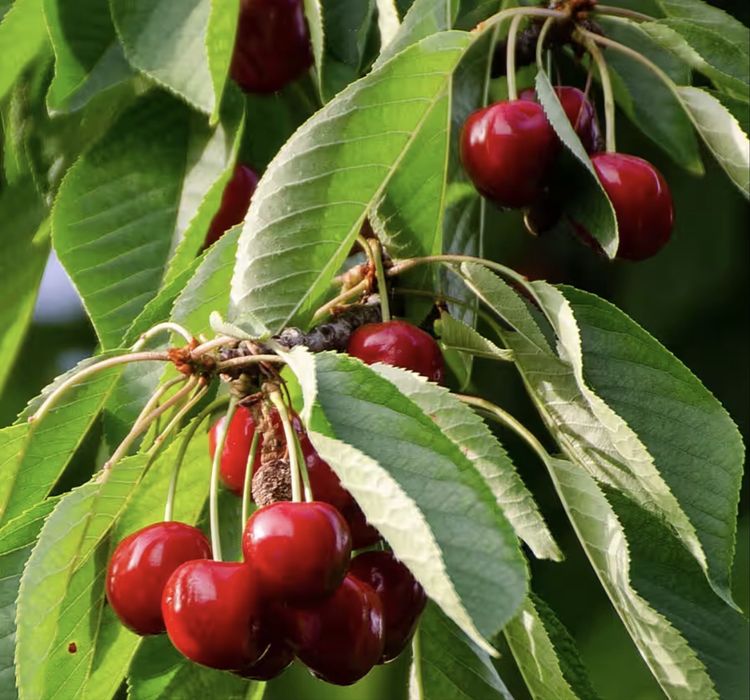 Pomi fructiferi columnari calitate superioara