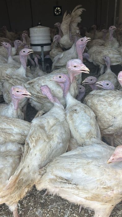 Curcani pentru carne
