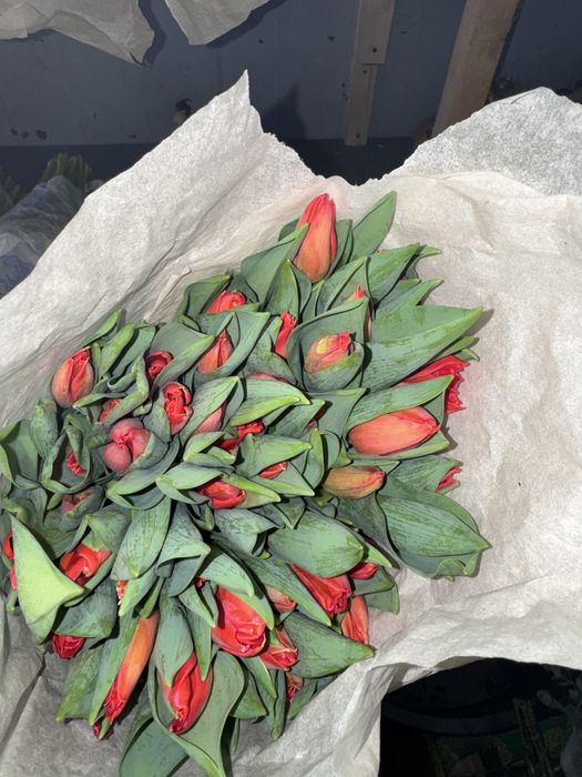 Тюльпаны не дорого