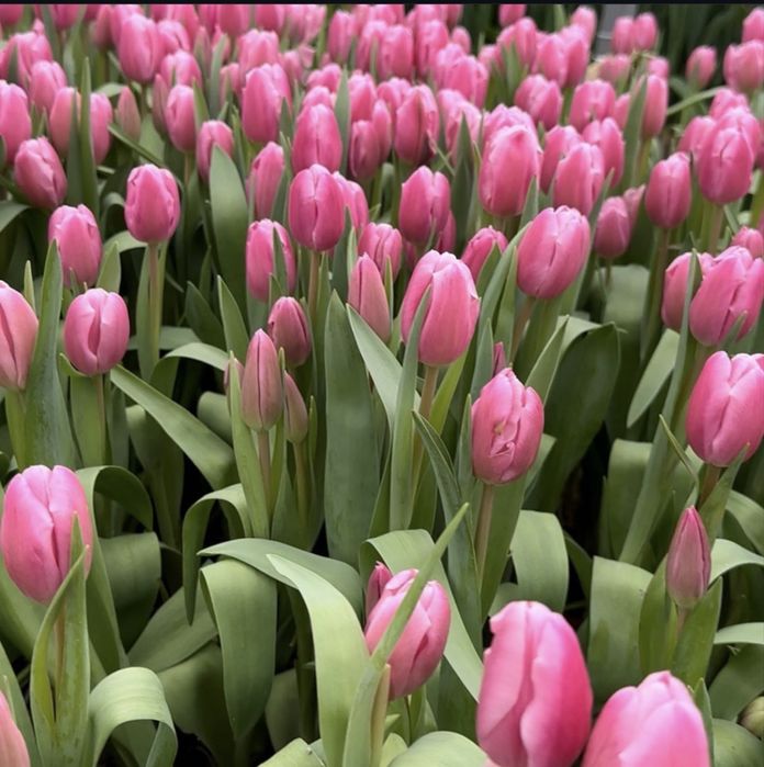 Оптом тюльпаны 8 марта!