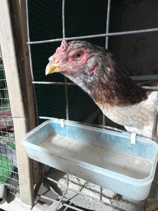 Sotiladi tulak dakan makiyon