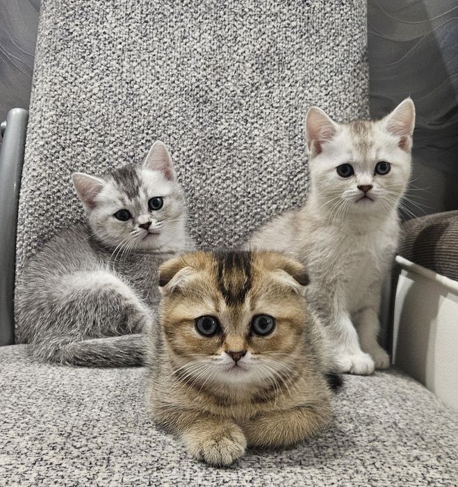Котенок шотландской породы