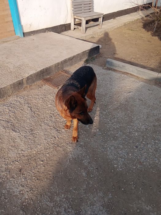 Срочно продам немецкую овчарку.