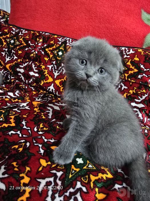 Продаются котята