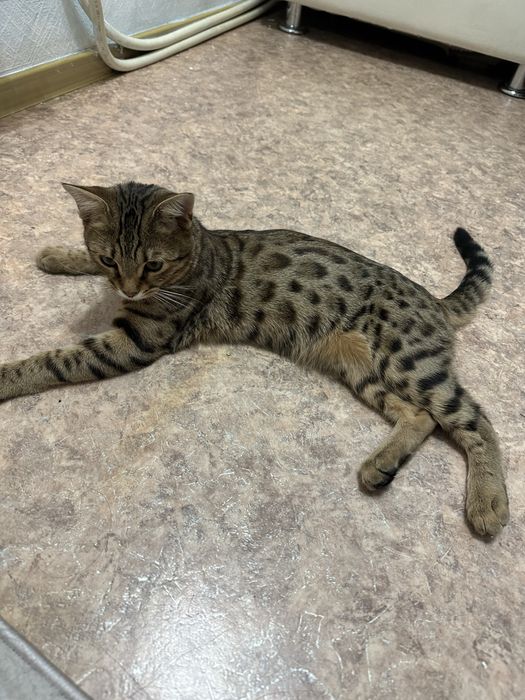 Бенгал котенок (4 месяца)