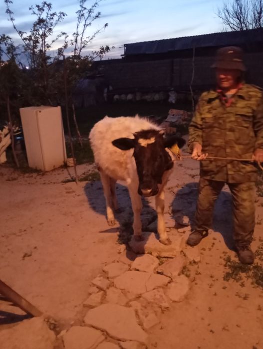 Бука мен Тана Састобе