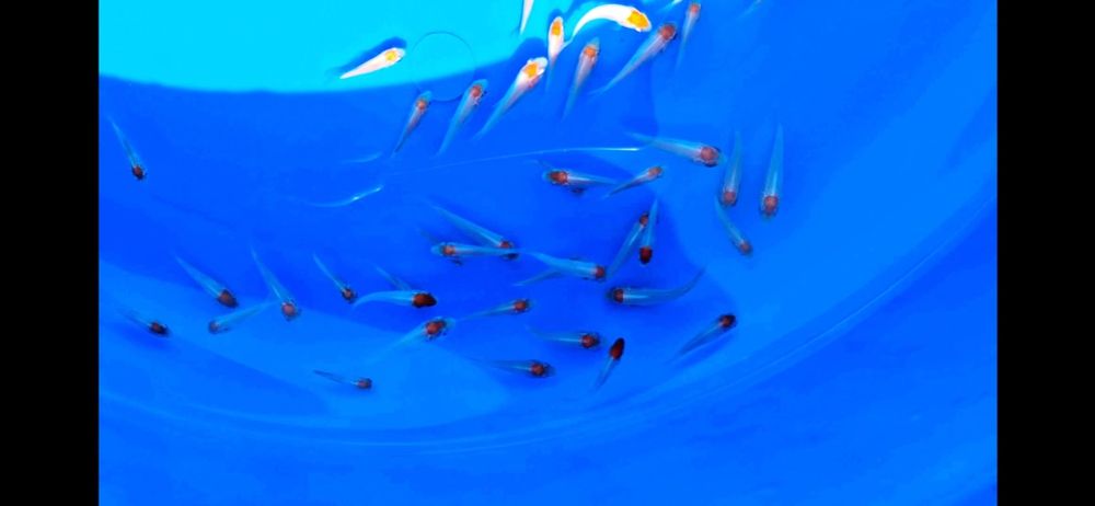 Коя,кои,koya koi