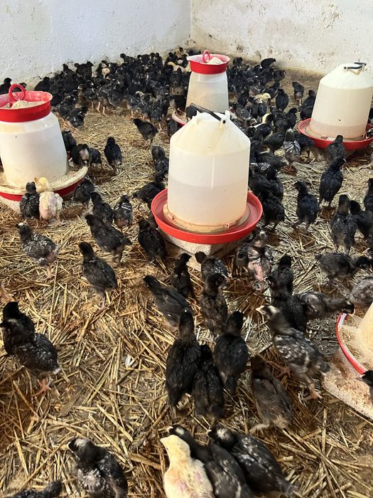 Pui alb de carne si rasa mixta