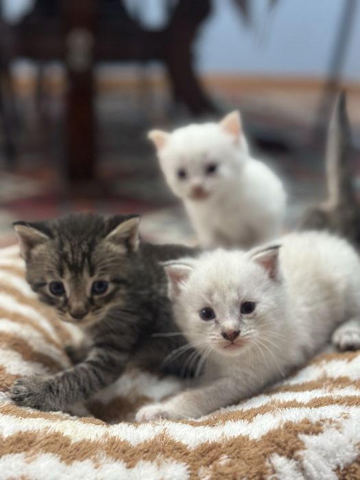 котята шотландцы