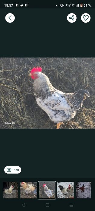 Cocoși  tineri 2025