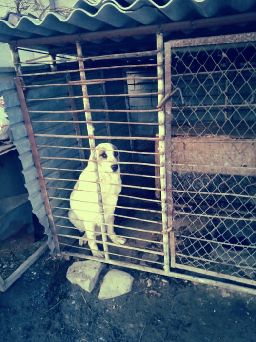 Продается собака алабай