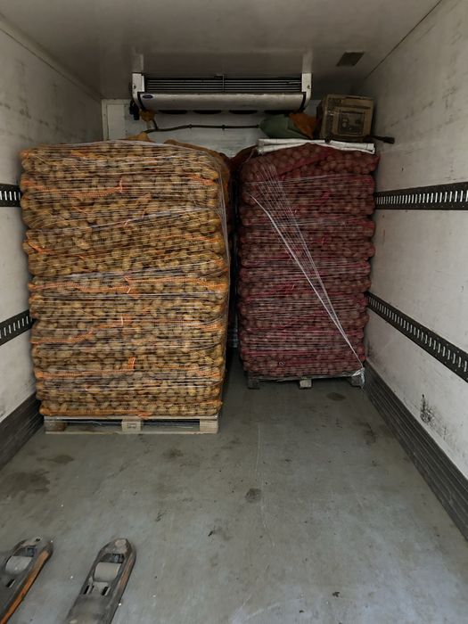 Cartofi Bellarosa Carrera Captiva Jelly