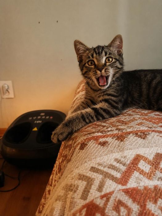 Котёнок мальчик добрым людям