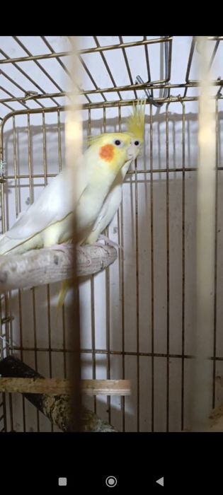 Птица карелла жёлтый. Белый   12 месяц пара пол ручной