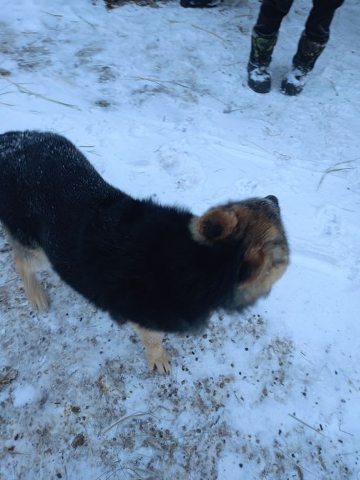 Продам щенка немецкой овчарки