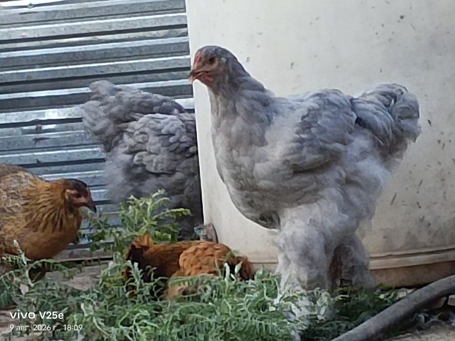 Продам цыплята брама