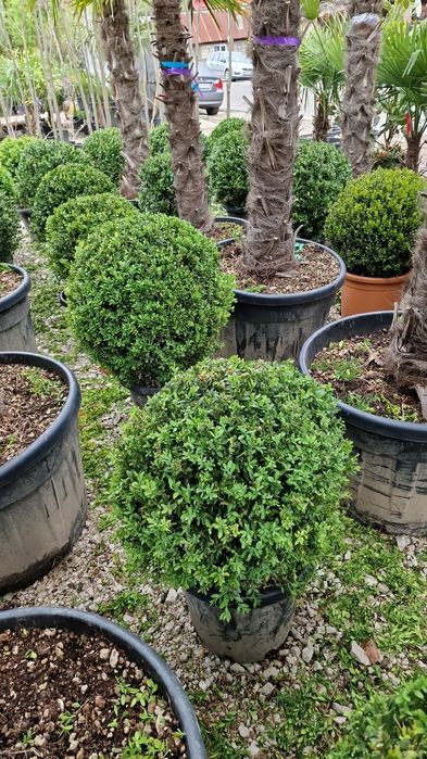 Vand buxus glob mai multe dimensiuni