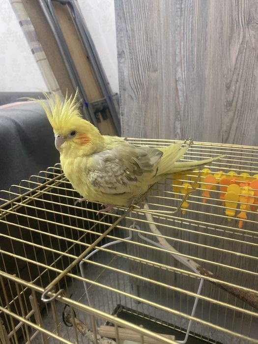 Попугай  Корелла.