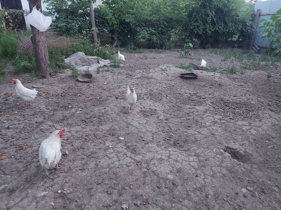 Белые легорн домашние