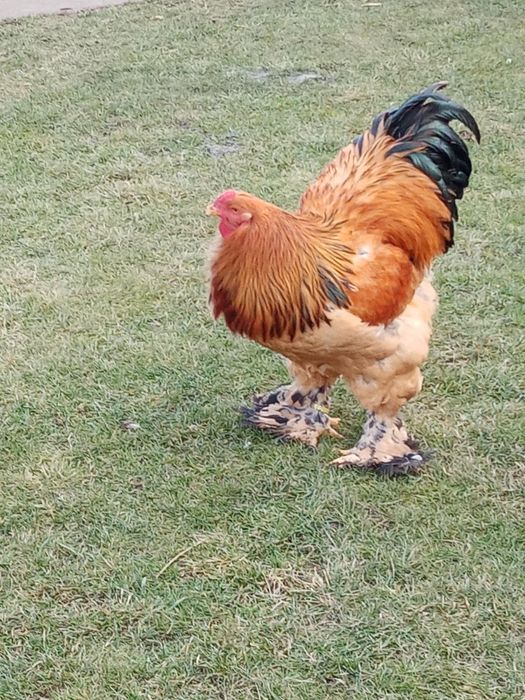 Vând ouă pentru incubat de brahma columbia pe negru