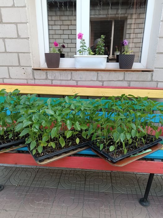 Продам рассаду крупный болгарский перец