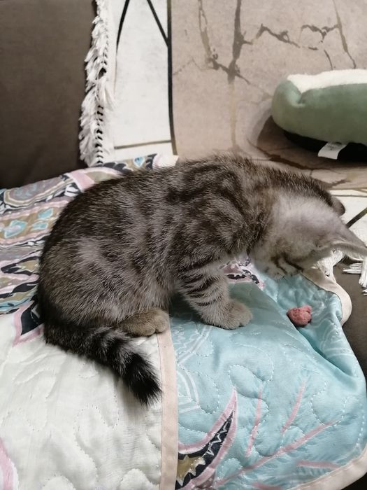 Отдам котят в добрые руки 2мес