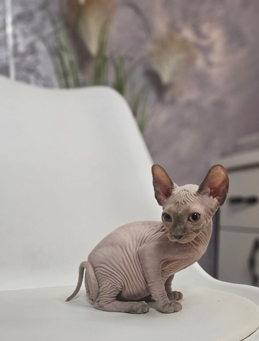 Baietel sphynx/sfinx  deosebit