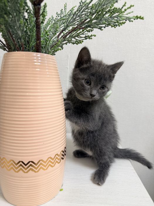 Отдадим котят в добрые руки