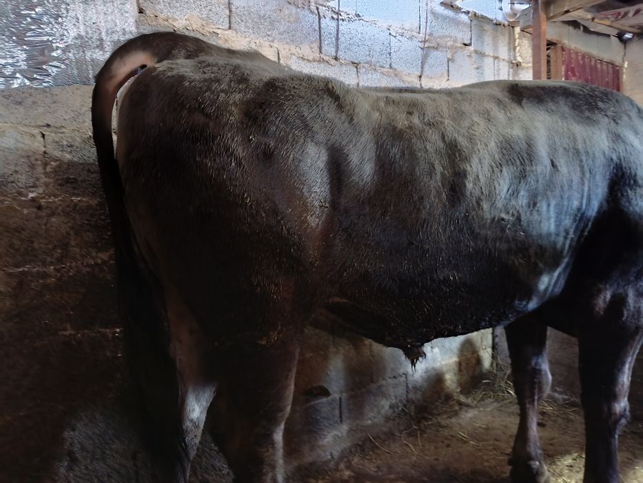 Бука сатылады алатау