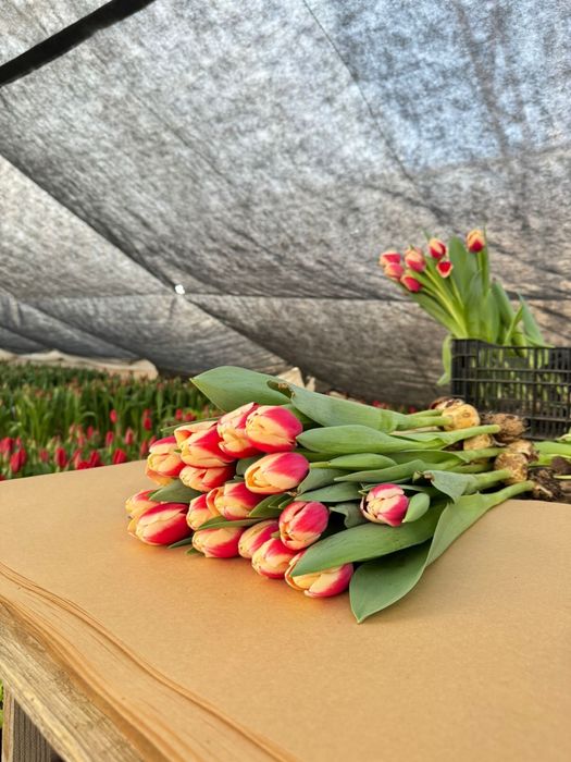 Тюльпаны оптом от производителя (голландские сорта)