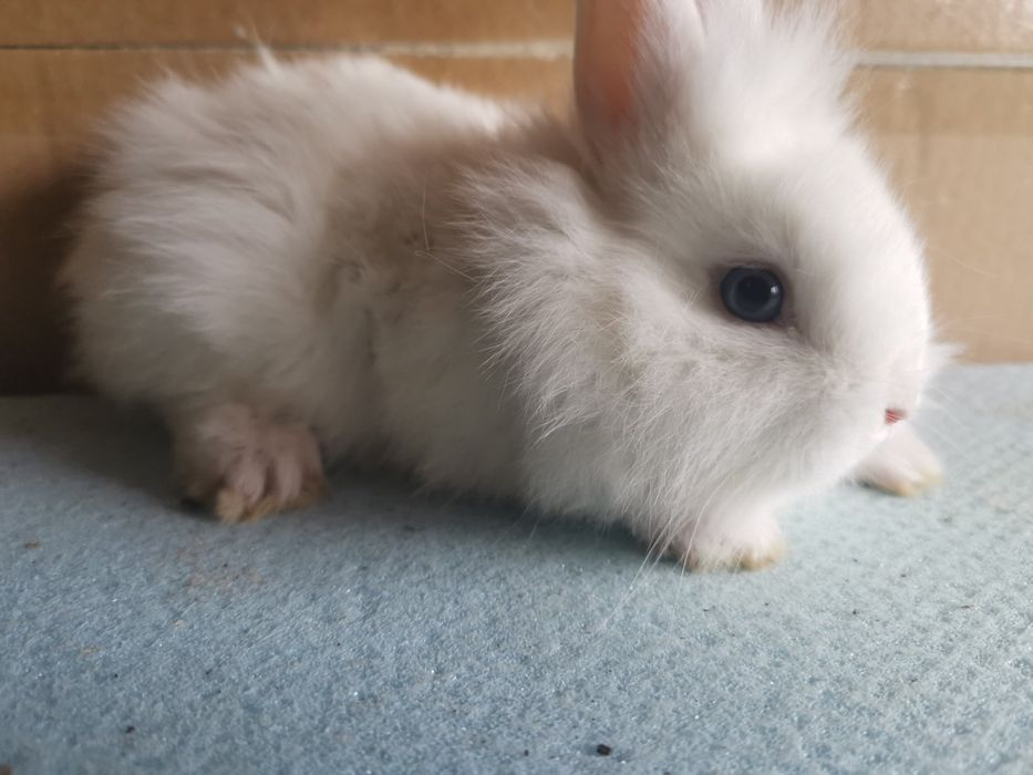 Декоративни зайчета