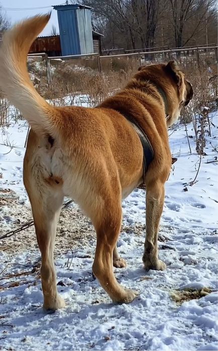Алабай сатылады урғашы 1 жаста
