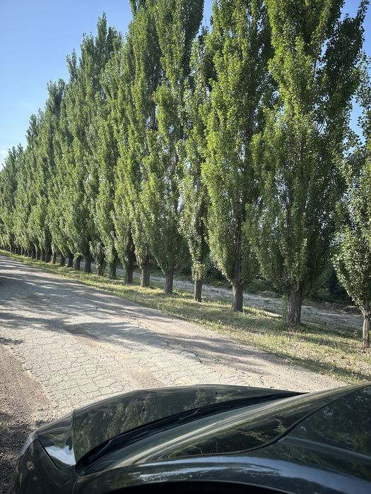 Саженцы тополь пирамидалный