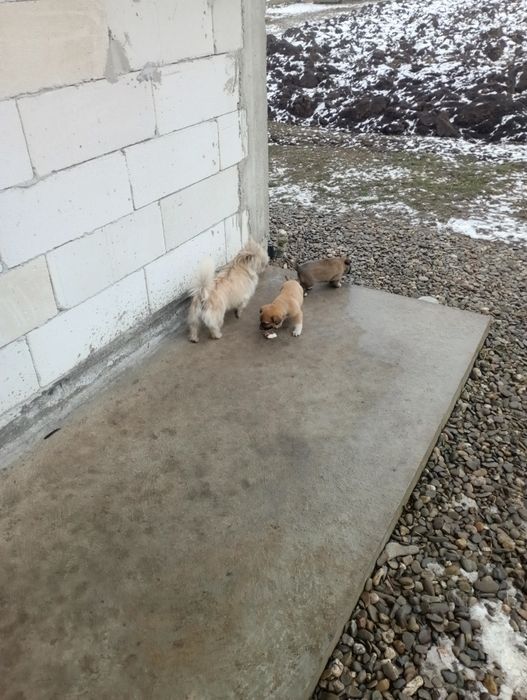 Donez căței talie mica