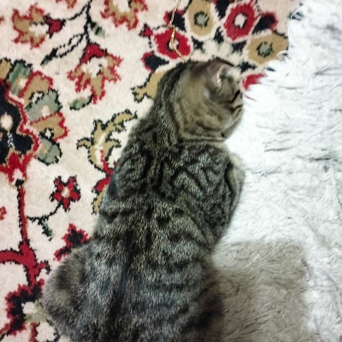Вязка .за котенка.