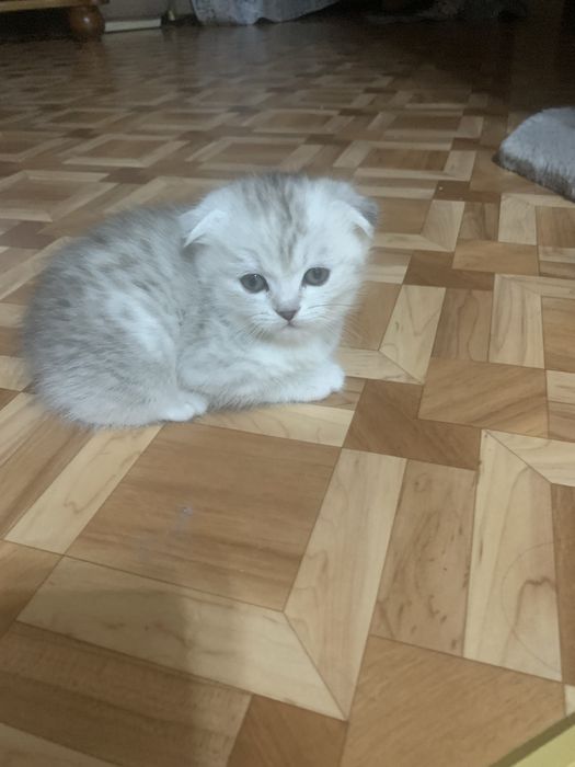 Котята шотландцы.
