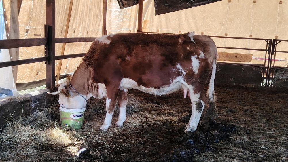 Vaca gestanta de vanzare