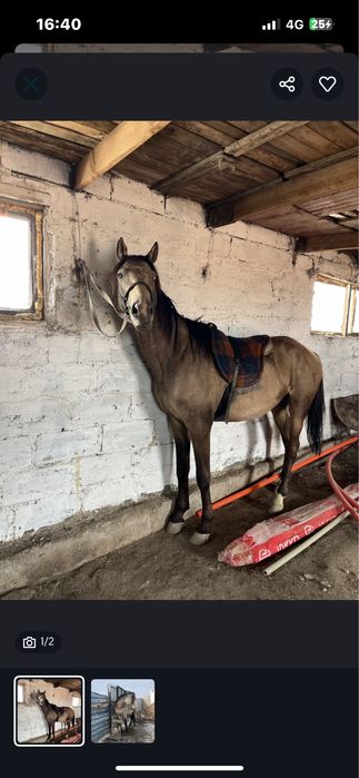 Айғыр сатылады 5 жасар