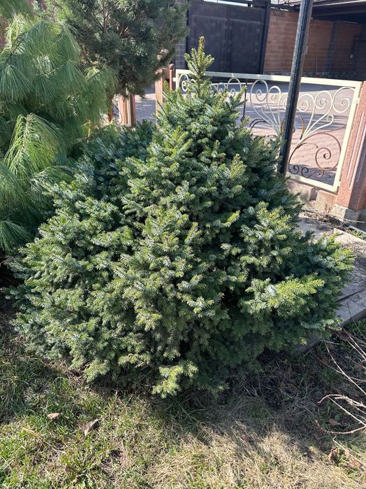 Ели голубые, сизые, елки и др.