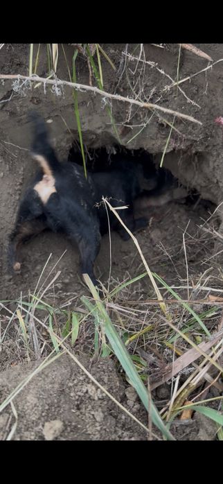 Ягдтерьер , только ВЯЗКА!!!