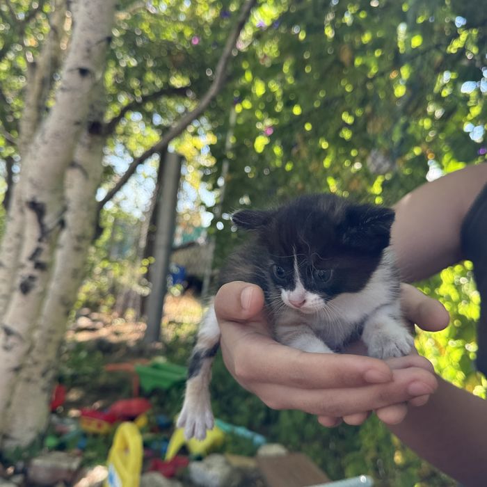 Отдам котят в добрые руки!