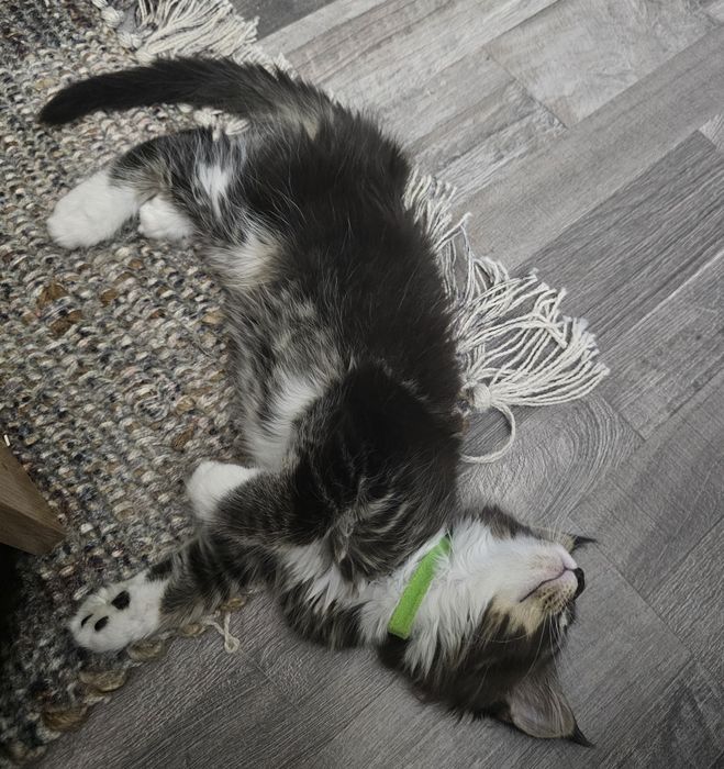 Maine coon femela