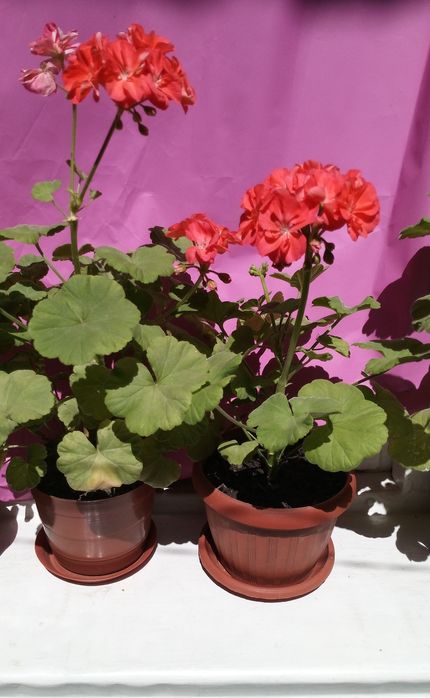 Герань комнатная