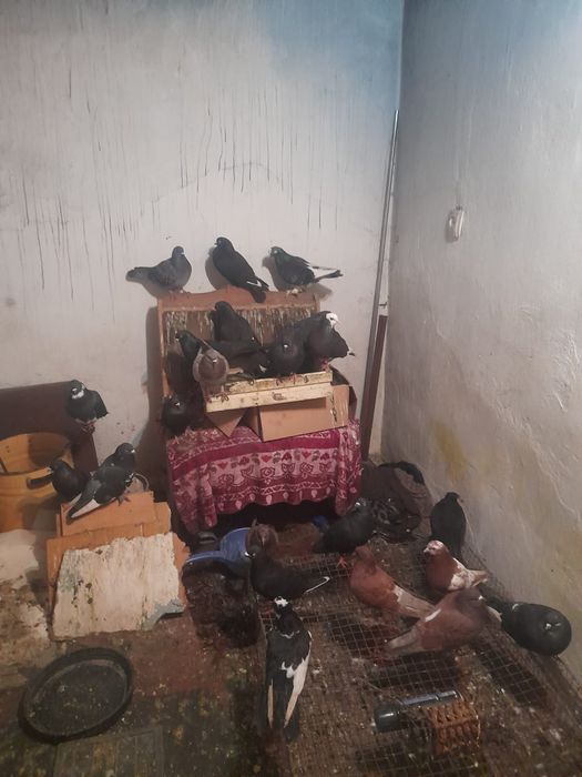 Продаю голубей. 24 штуки