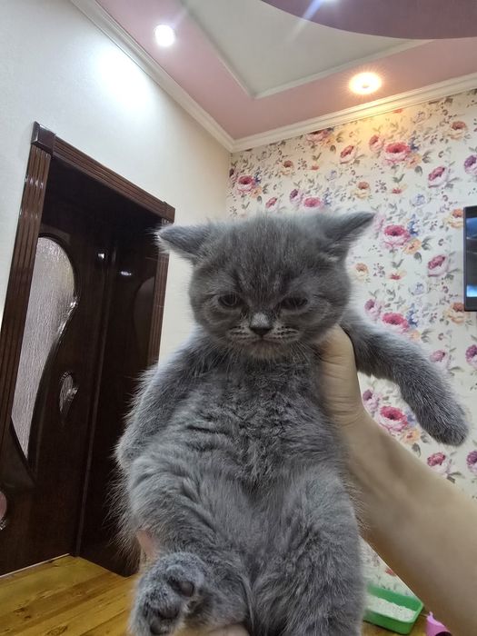 Страйт Мушукчалар сотилади